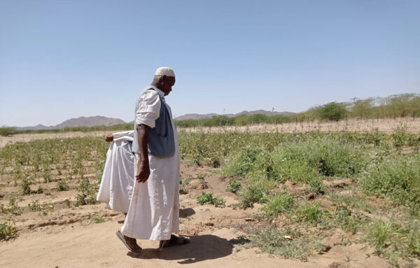 Agricoltura a Kassala, Sudan