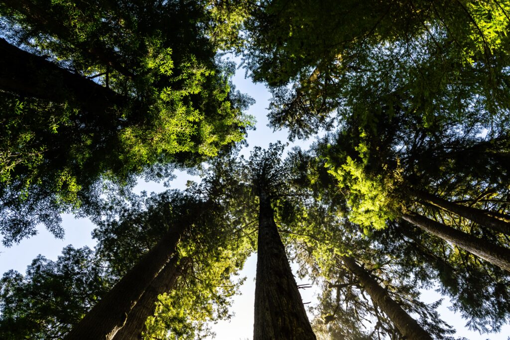 Una foresta di sequoie
