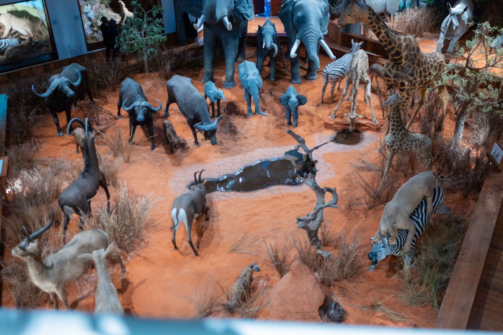 Mozambico: inaugurata la sala operativa del CENOE e riaperto il Museo di storia naturale Mozambico: inaugurata la sala operativa del CENOE e riaperto il Museo di storia naturale